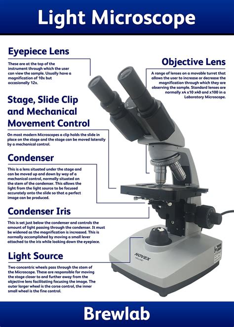 Microscope Lab Experiments An Introduction To The Microscope Microscope Activity Worksheet - Microscope Activity Worksheet