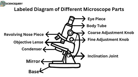 Microscope Labelled Parts