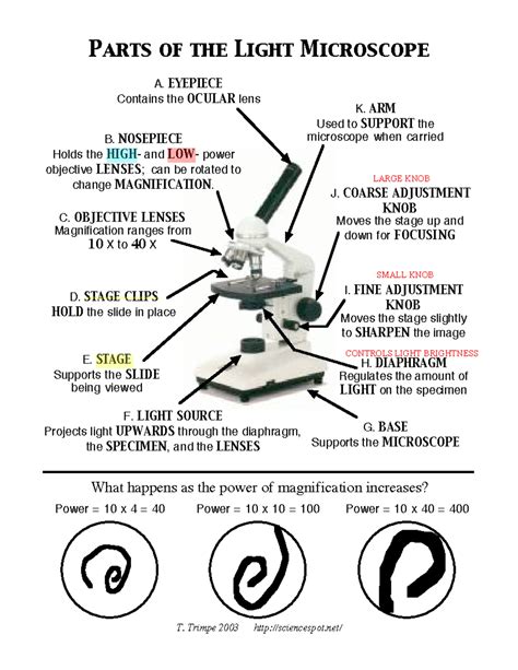 Microscope Mania Answer Key