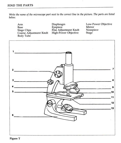 Microscope Measurement Worksheet   Parts Of A Microscope Worksheet - Microscope Measurement Worksheet