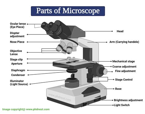 Microscope Parts Labeled