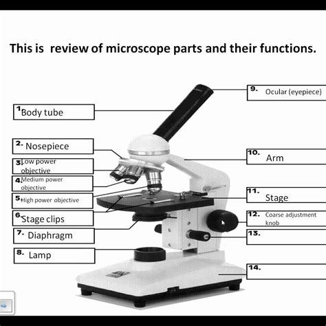 Microscope Parts Labeling Worksheet With Answer Key Compound Light Microscope Worksheet Answers - Compound Light Microscope Worksheet Answers