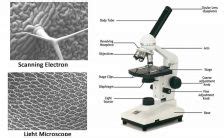 Microscope The Biology Corner Microscope Measurement Worksheet - Microscope Measurement Worksheet