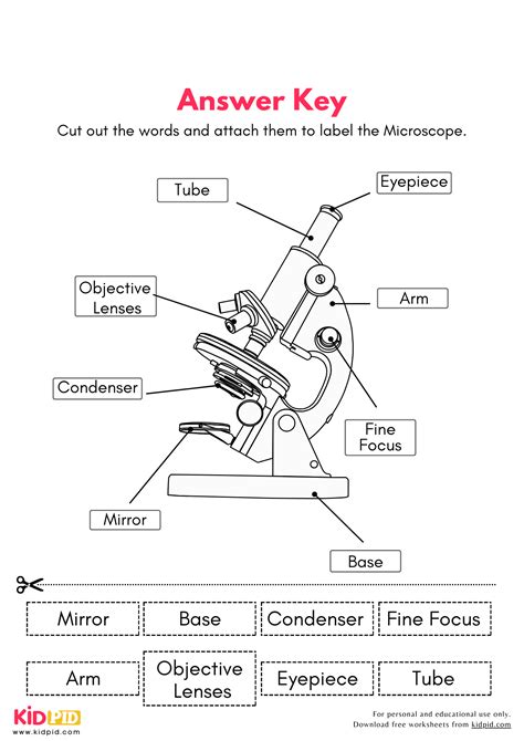 Microscope Worksheet With Answer