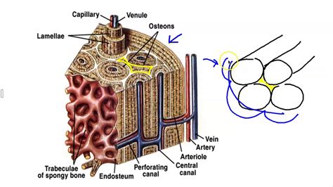 Microscopic Anatomy Of A Bone
