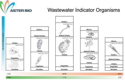 microscopic exam wastewater bacteria