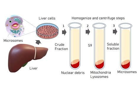 Microsomal Fraction Of Cell
