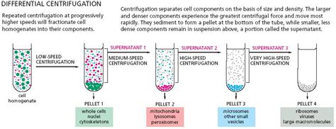 Image related to microsomal-fraction-of-cell