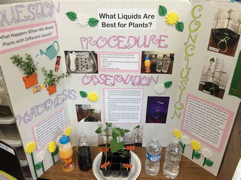 Microwave Water Plant Experiment Science Fair Project Microwave Science Experiments - Microwave Science Experiments