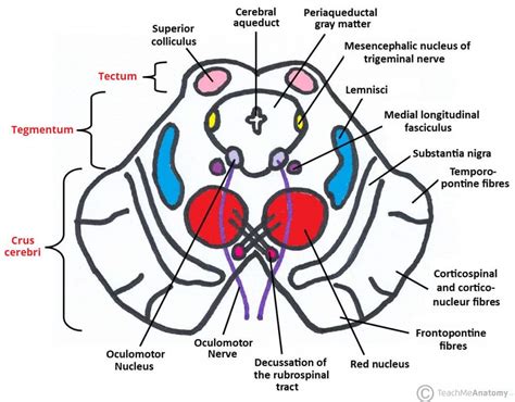 Midbrain Area That Is Largely Fiber Tracts Bulges Anteriorly