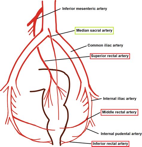 Middle Rectal Artery Location