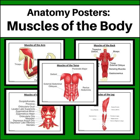 Middle School Muscular System Teaching Resources Tpt Muscular System Worksheet Middle School - Muscular System Worksheet Middle School