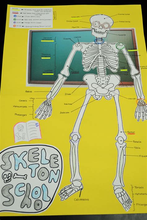 Middle School Skeletal System   What Makes Our Bones Strong Activity Teachengineering - Middle School Skeletal System