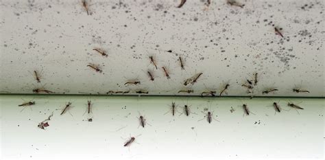 midges ohio
