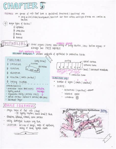 miennstudies [10.26.16] chapter 5 anatomy notes!... Science notes