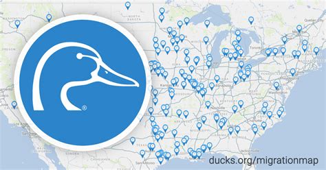 Migration Map Ducks A Journey You Need To See