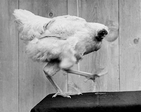 Mike The Chicken
