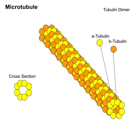 mikrotubulus