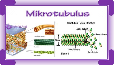 mikrotubulus adalah | Microtubule Wikipedia