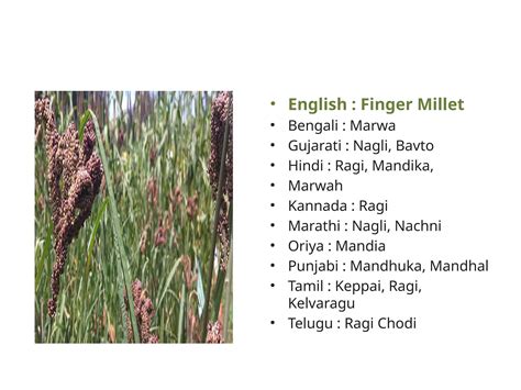 Millet In Marathi