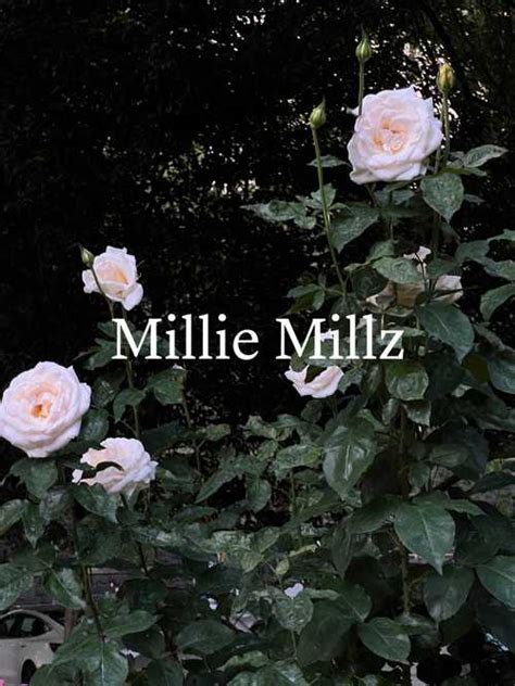 milliemillz onlyfans