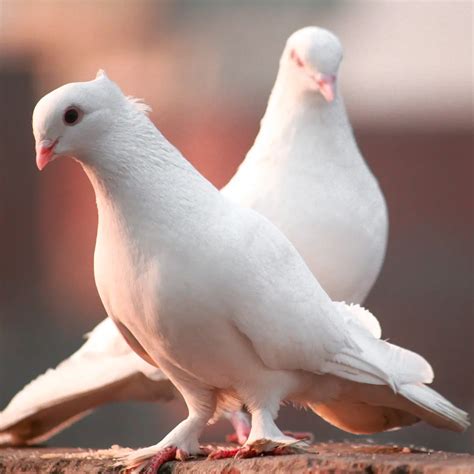 MIMPI BURUNG MERPATI 🗂️ Erek Erek 2D dan Buku Mimpi 2D Bergambar Lengkap 00-99