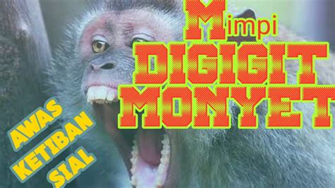 mimpi digigit monyet | mimpi Pertanda apa bund klo mimpi digigit