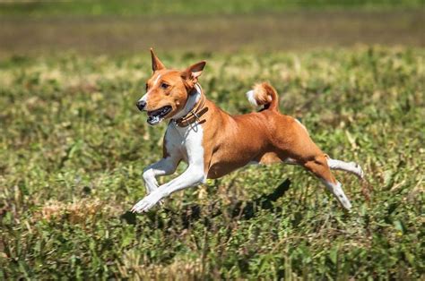 MIMPI DIKEJAR ANJING 👄 10 Arti Mimpi Dikejar Anjing yang Menyampaikan Perasaan