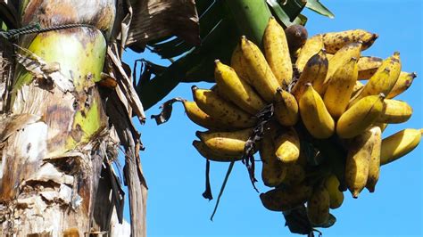 mimpi melihat buah pisang matang di pohon togel