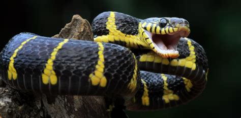 mimpi melihat ular hitam besar menurut islam