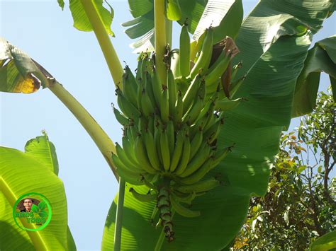 mimpi pohon pisang roboh