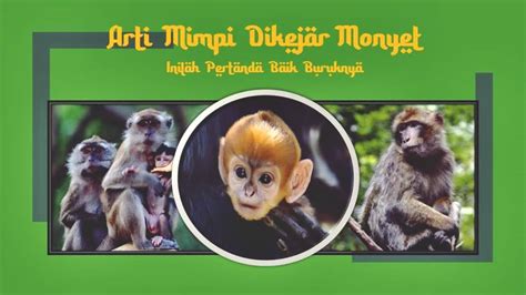 MIMPI DI KEJAR MONYET - 9 Arti Mimpi Dikejar Monyet, Siap Menerima Kabar Buruk dari