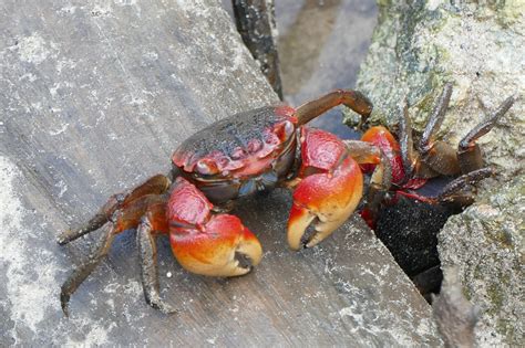 MIMPI KEPITING - Tafsir Mimpi Kepiting Halaman 1