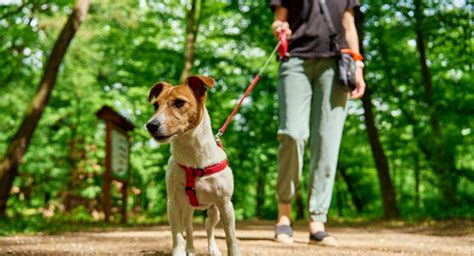 min hund drar i koppel