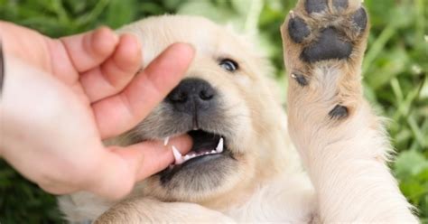 min valp biter hårt