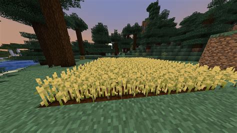 minecraft how to harvest wheat