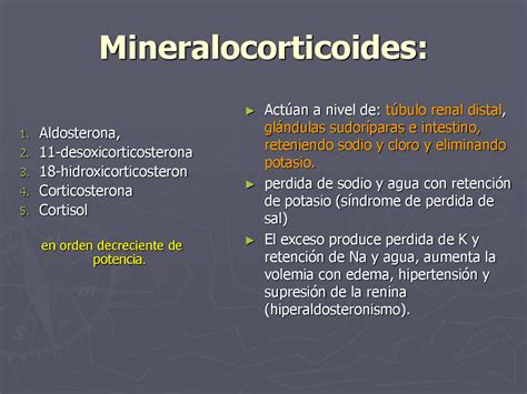mineralocorticoides-1