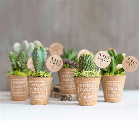 mini cactus para regalar
