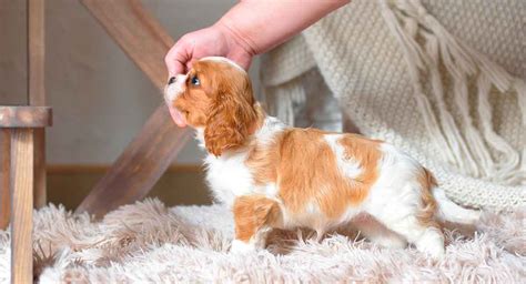 Mini Cavalier King Charles Spaniel