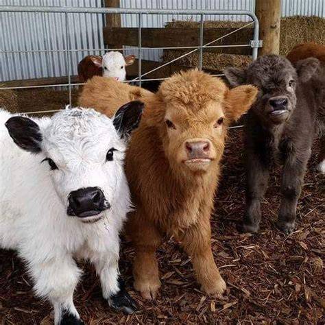 Mini Cows As Pets