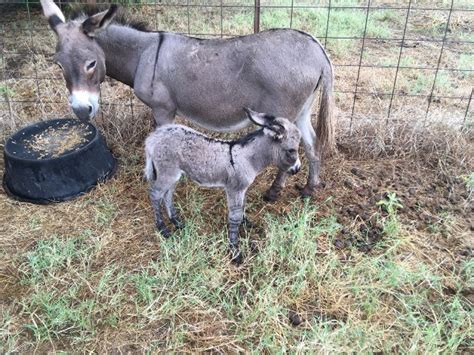 mini donkeys for sale in paso