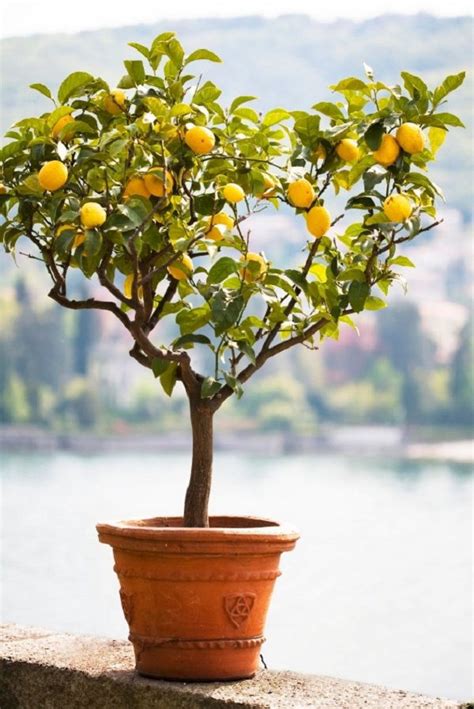 mini lemon tree in pot