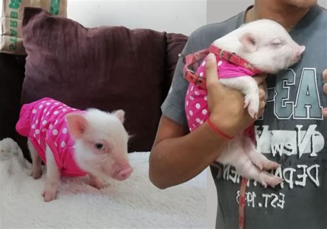 Mini Pig Precio