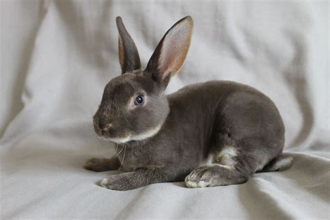 Mini Rex Bunny