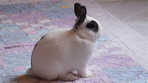 Mini Rex Rabbit