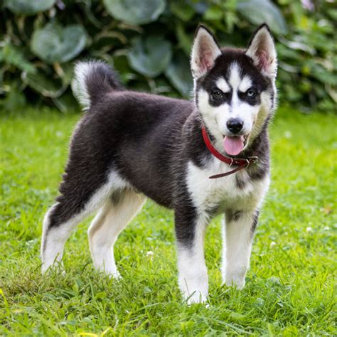 Mini Siberian Husky