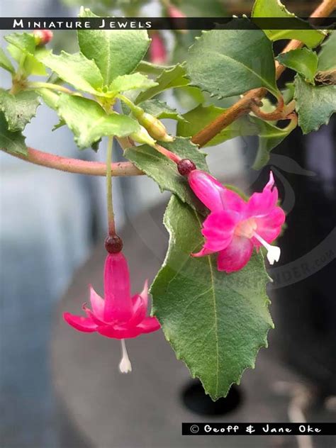 miniature fuchsia varieties