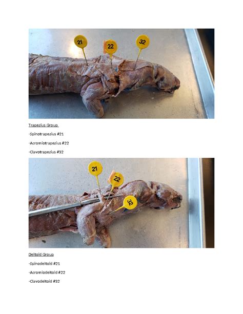 Mink Dissection