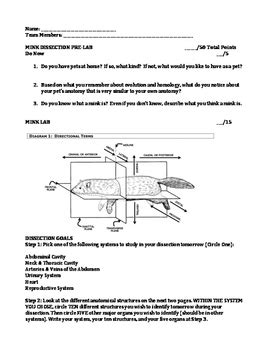 Read Mink Dissection Observation Sheet Answers 