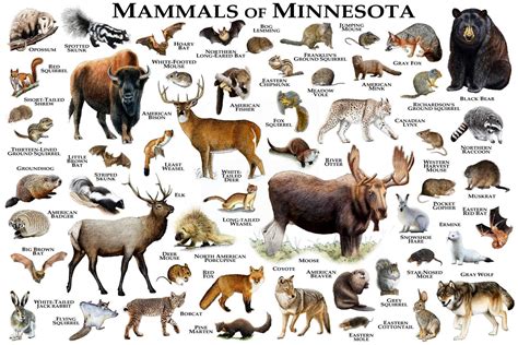 minnesota animals